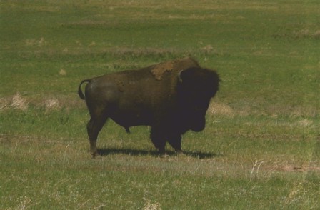 Buffalo Image