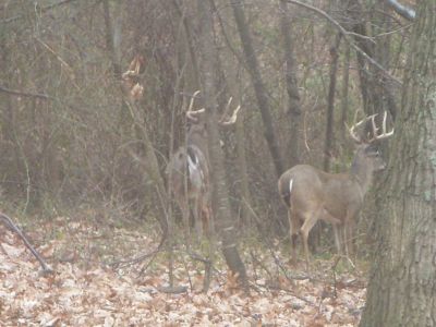 2018 Big Game Lottery Applications are now available