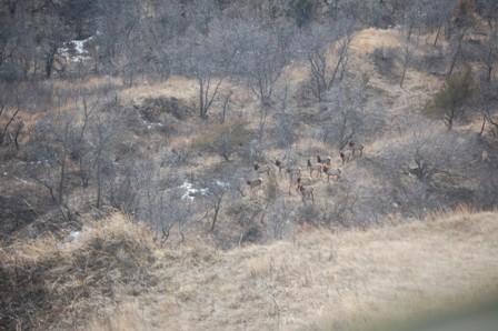 SRST_2015_elk_survey_055.JPG Image