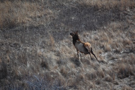 SRST_2015_elk_survey_061.JPG Image