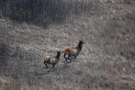 SRST_2015_elk_survey_074.JPG Image